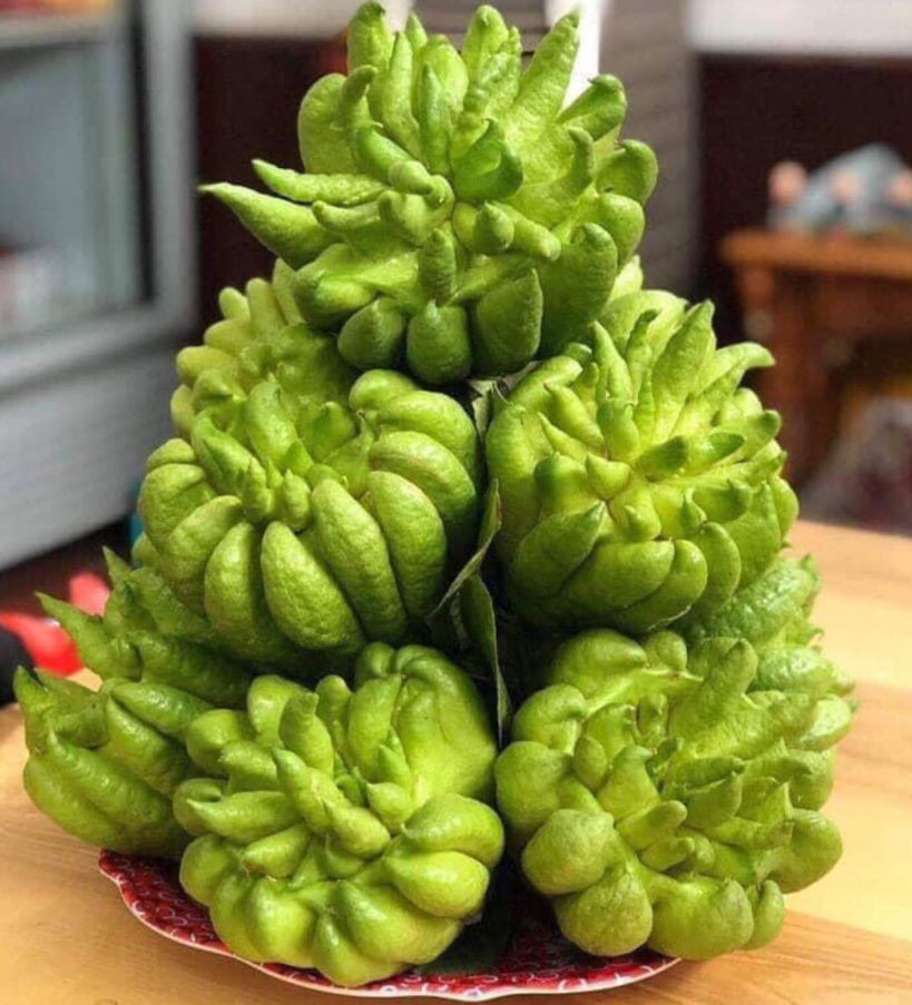Trái Phật Thủ – Biểu Tượng Linh Thiêng và Giá Trị Thực Tiễn